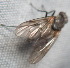 Symphoromyia