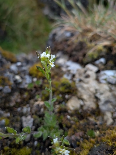 Arabis hirsuta, photograph 2