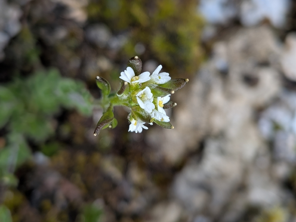 Arabis hirsuta; photograph (c) Rhonda Ridley, some rights reserved (CC BY-SA)