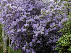Rhododendron augustinii