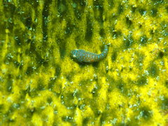 Cochleoceps orientalis
