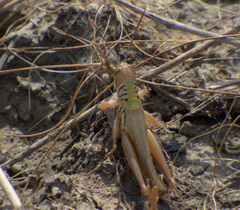 Orthoptera