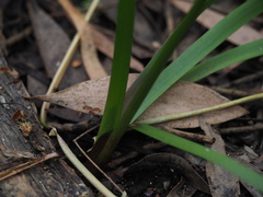 Cycnogeton multifructum