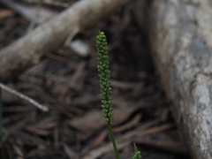 Cycnogeton multifructum