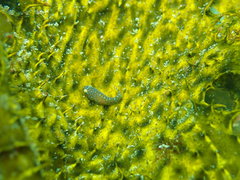 Cochleoceps orientalis