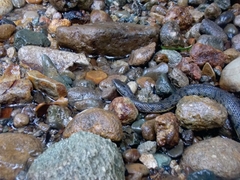 Cerberus schneiderii