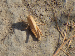 Orthoptera