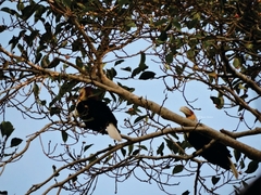 Rhyticeros undulatus