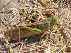 Orthoptera