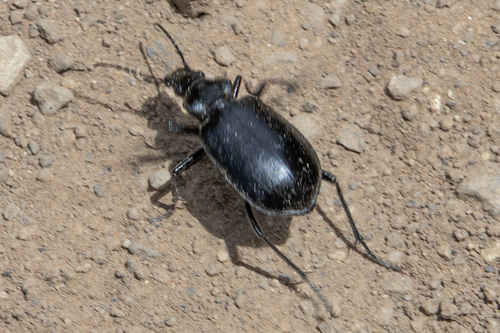 Calosoma peregrinator
