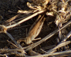 Orthoptera