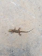 Hemidactylus prashadi