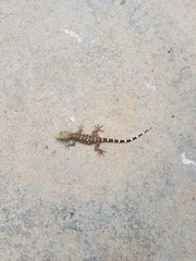 Hemidactylus prashadi