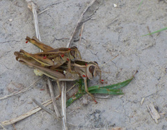 Orthoptera