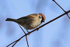Passer montanus