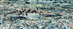 Sail-Fin Poacher photo 1