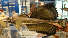 Sail-Fin Poacher photo 4