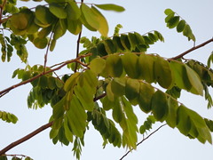 Cassia bakeriana