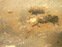 Lithobates septentrionalis