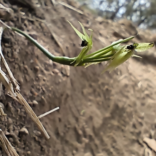 Miersia chilensis, photograph 4