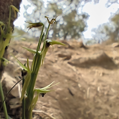 Miersia chilensis, photograph 5