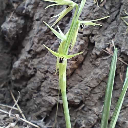 Miersia chilensis, photograph 6