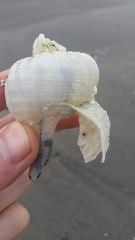 Beringius kennicottii