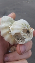 Beringius kennicottii