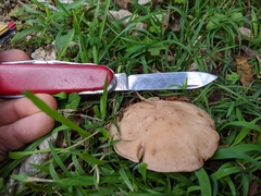 Rhodocybe piperita
