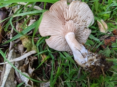Rhodocybe piperita