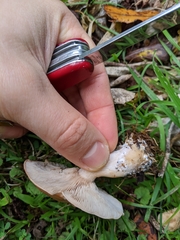 Rhodocybe piperita