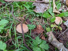Rhodocybe piperita