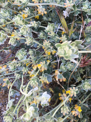 Acmispon argophyllus argophyllus