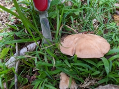 Rhodocybe piperita