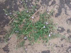 Evolvulus arizonicus