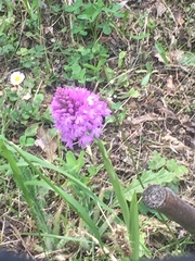 Anacamptis pyramidalis