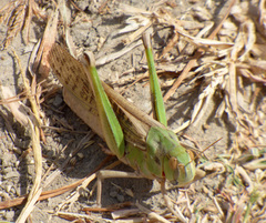 Orthoptera