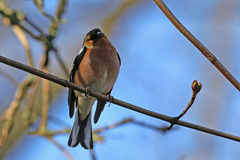 Fringilla coelebs