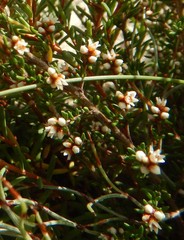 Cryptandra tomentosa