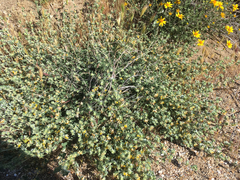 Acmispon argophyllus argophyllus