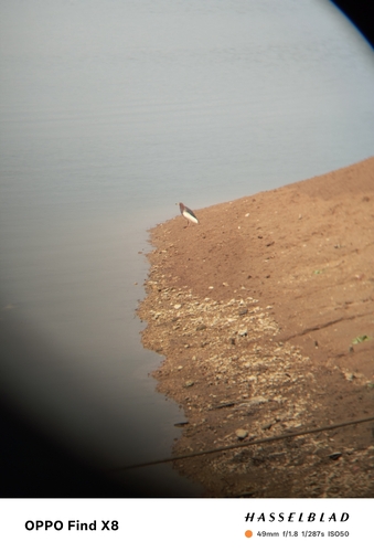 Chinese Pond-Heron