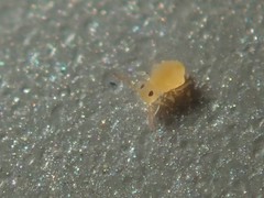 Deuterosminthurus pallipes