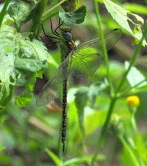 Austrogynacantha heterogena