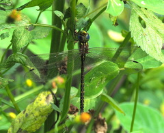 Austrogynacantha heterogena