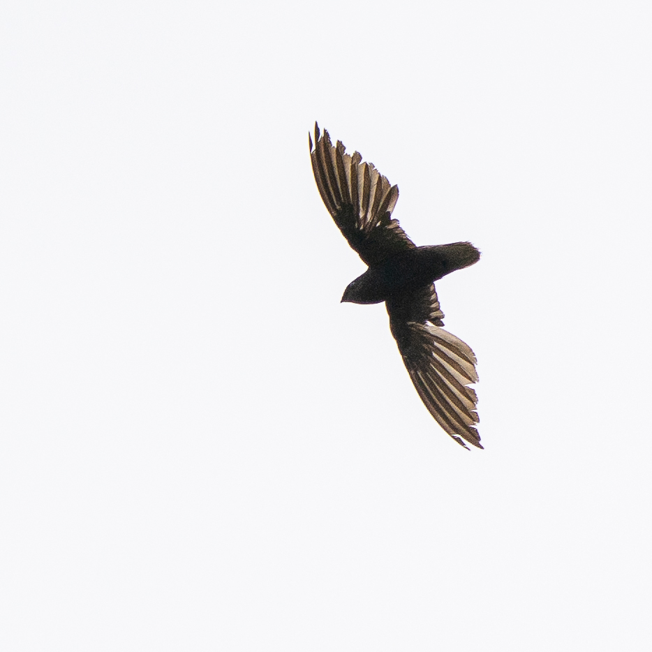 Short-tailed Swift (Chaetura brachyura), photo 5