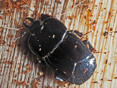 Hololepta plana