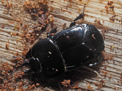 Hololepta plana