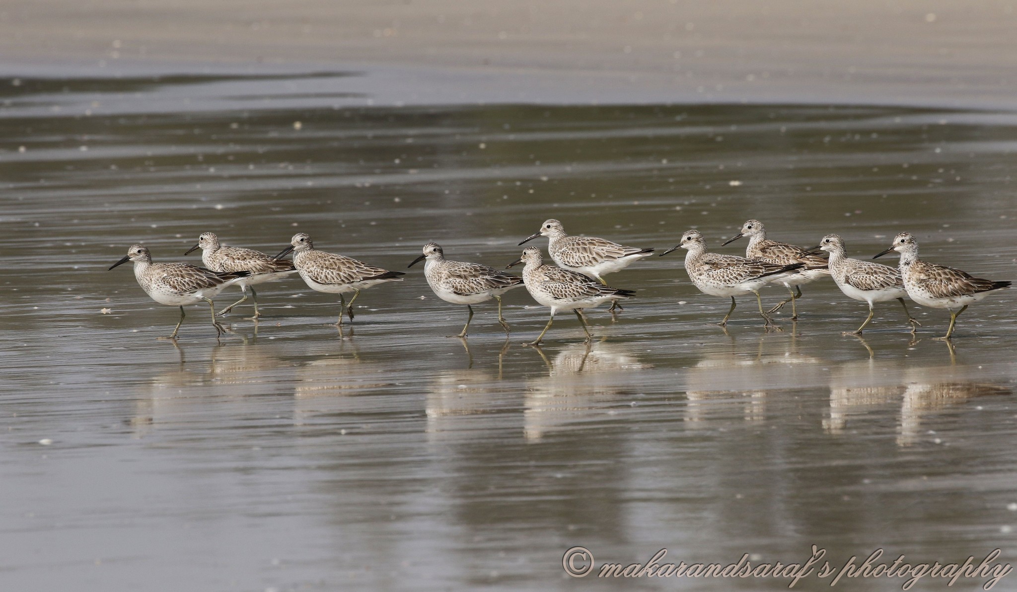 Great Knot