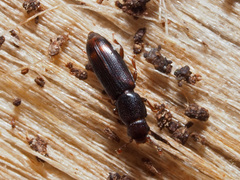 Rhizophagus bipustulatus