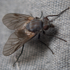 Symphoromyia